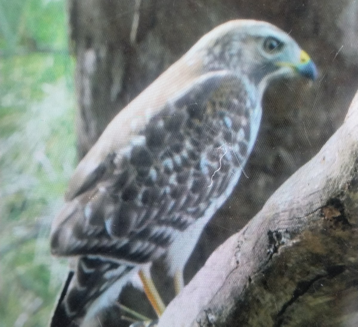 Red-shouldered Hawk - ML647076850