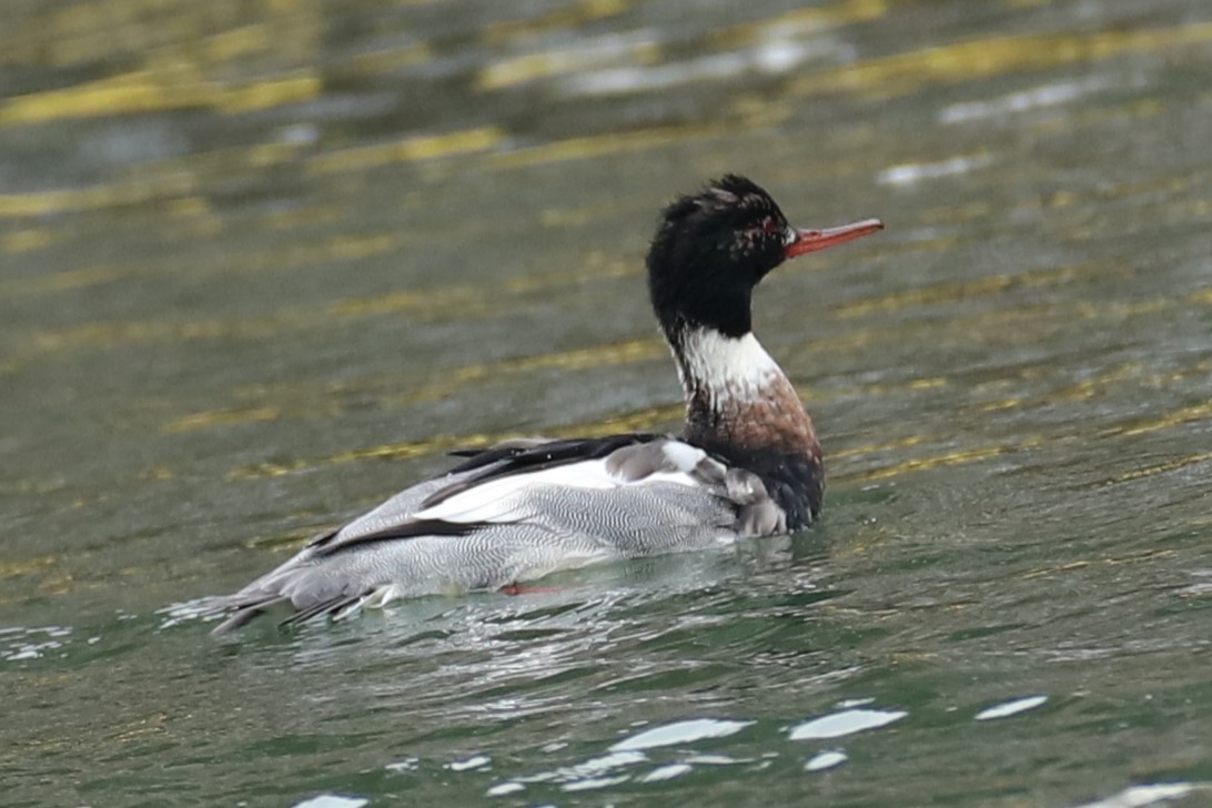 紅胸秋沙 - ML647076852