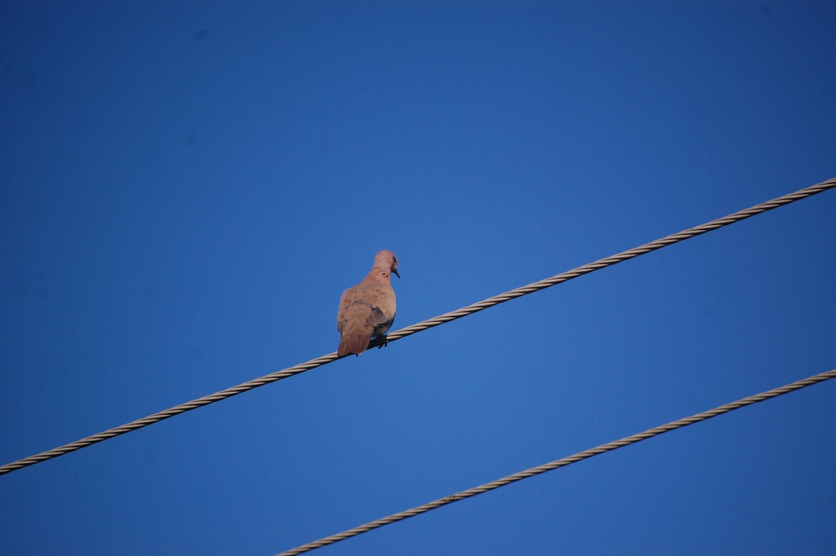Laughing Dove - ML647076854