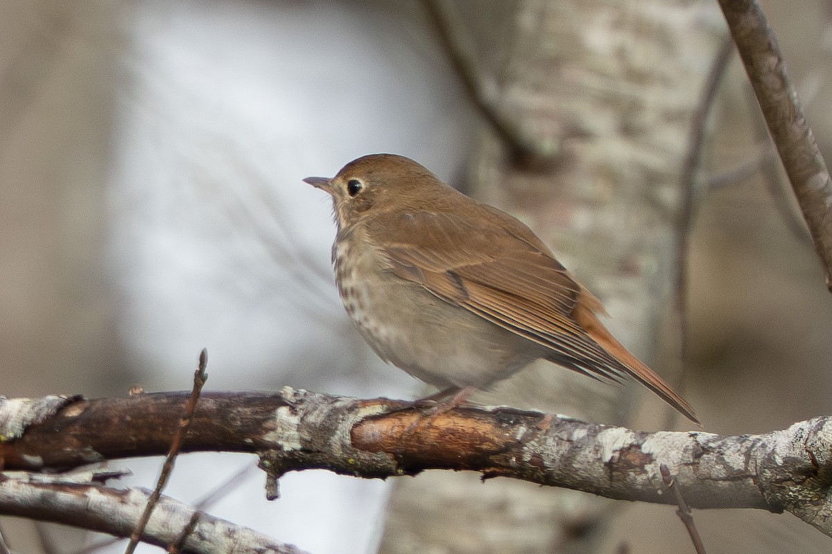 Hermit Thrush - ML647076855