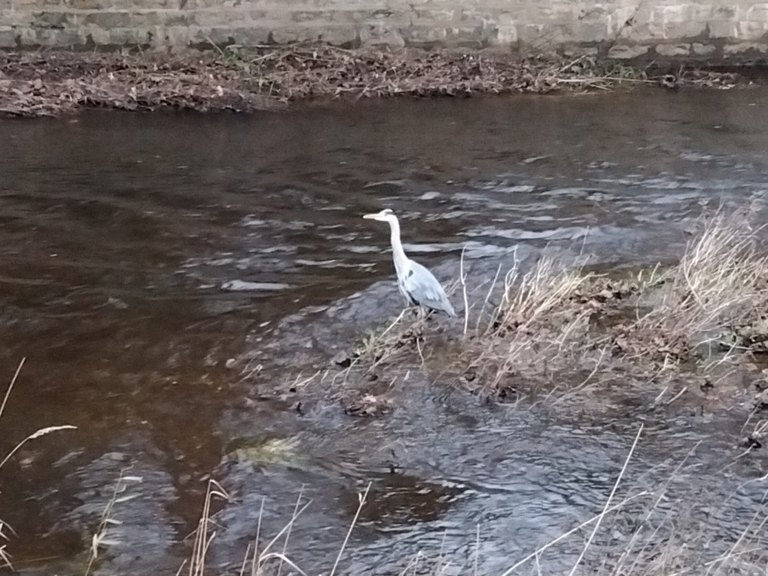 蒼鷺 - ML647076856