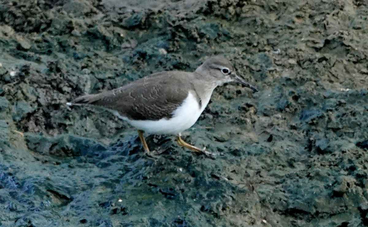 磯鷸 - ML647076857