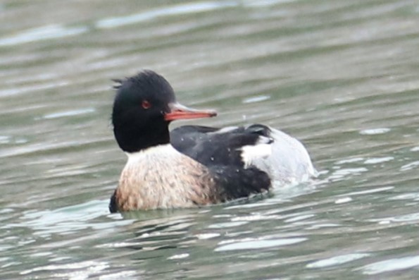 紅胸秋沙 - ML647076858