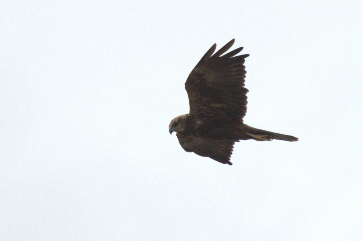 西方澤鵟 - ML647076859