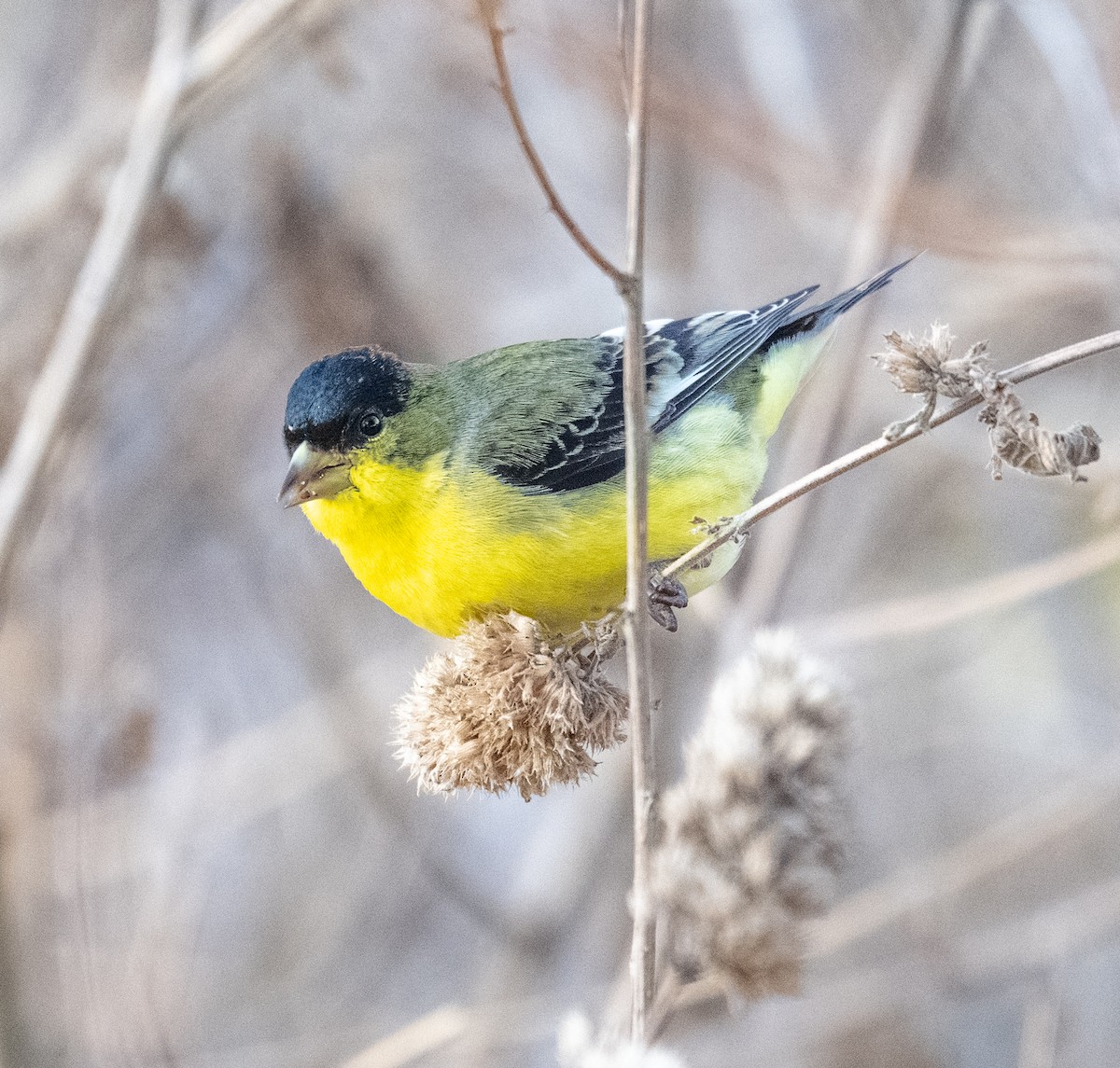 Lesser Goldfinch - ML647076861