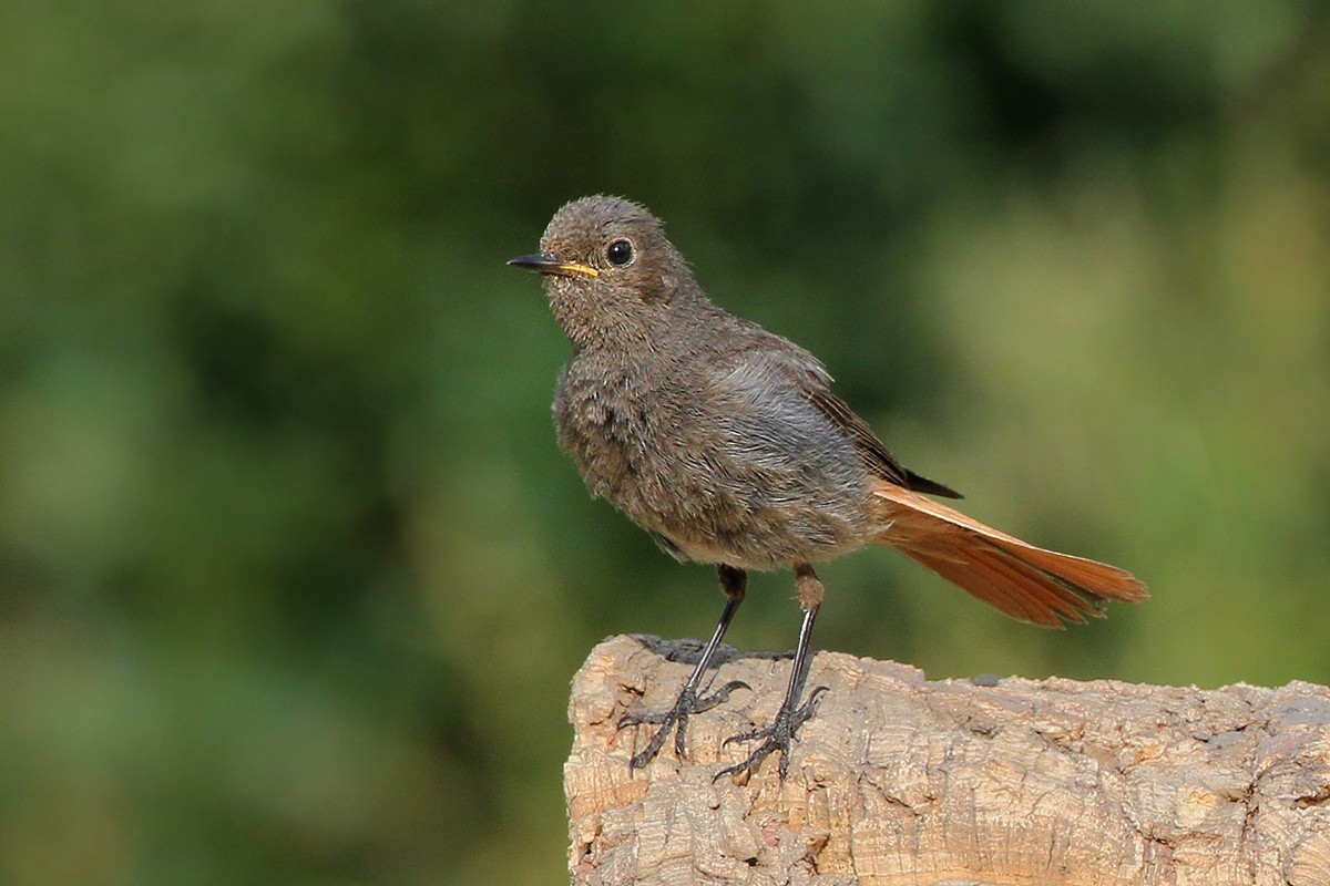 Black Redstart - ML647076901