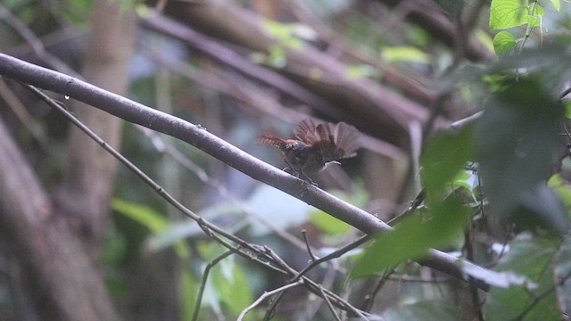 Rufous-and-white Wren - ML647076903