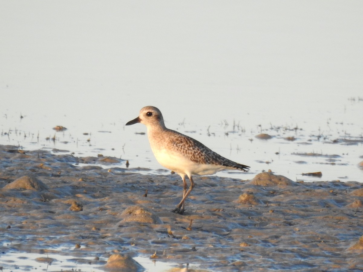 Black-bellied Plover - ML647076935