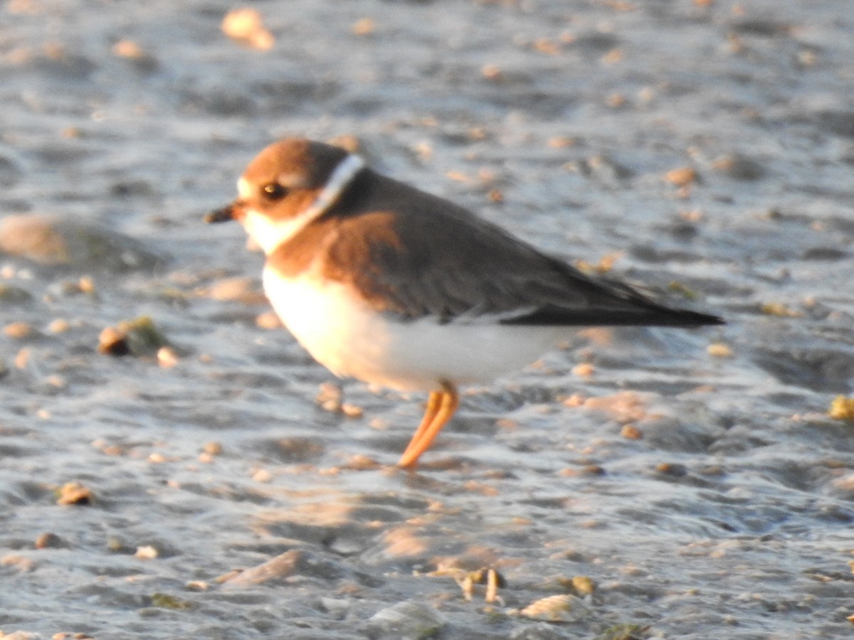 kulík kanadský - ML647076938