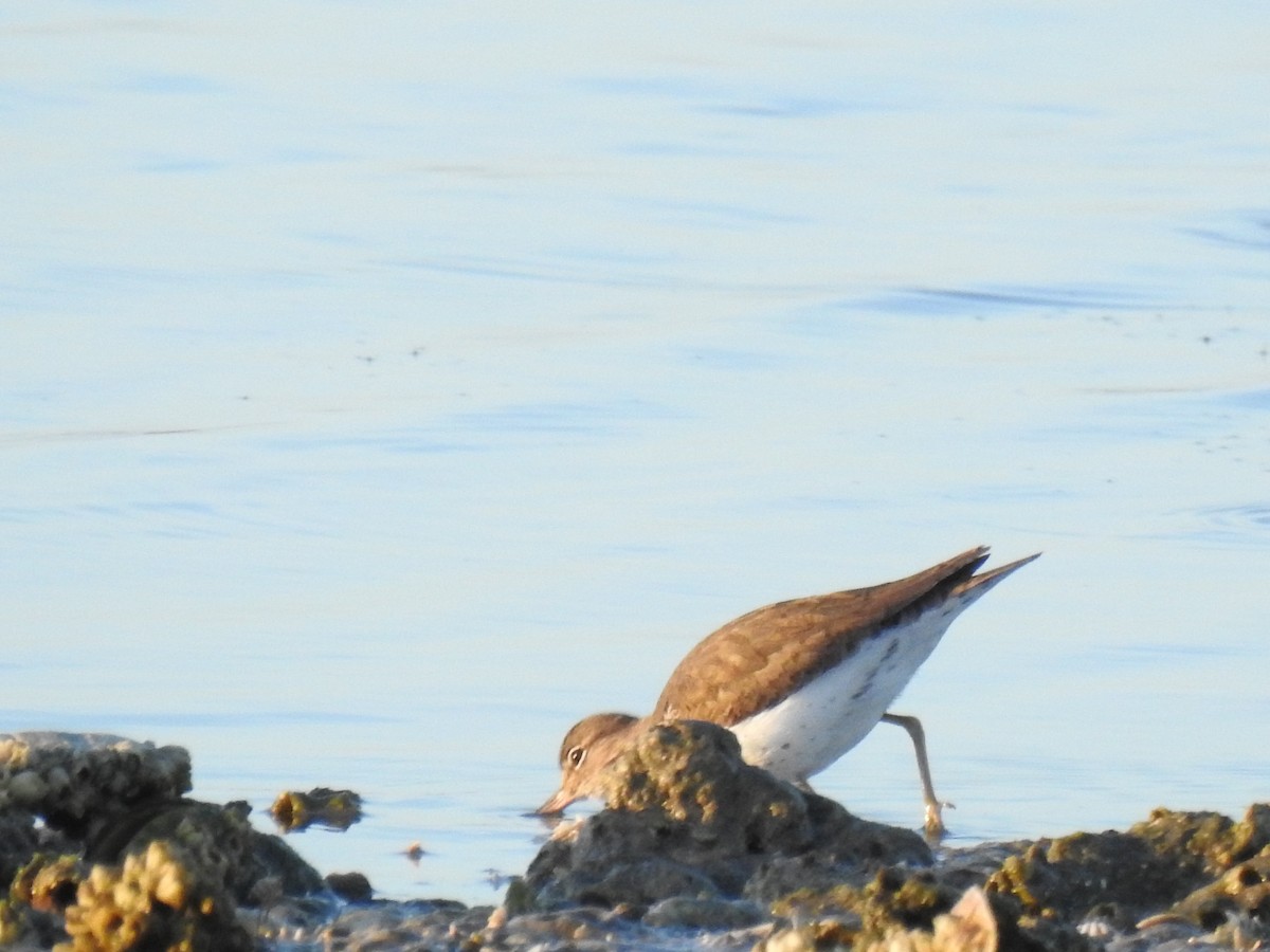 pisík americký - ML647076940