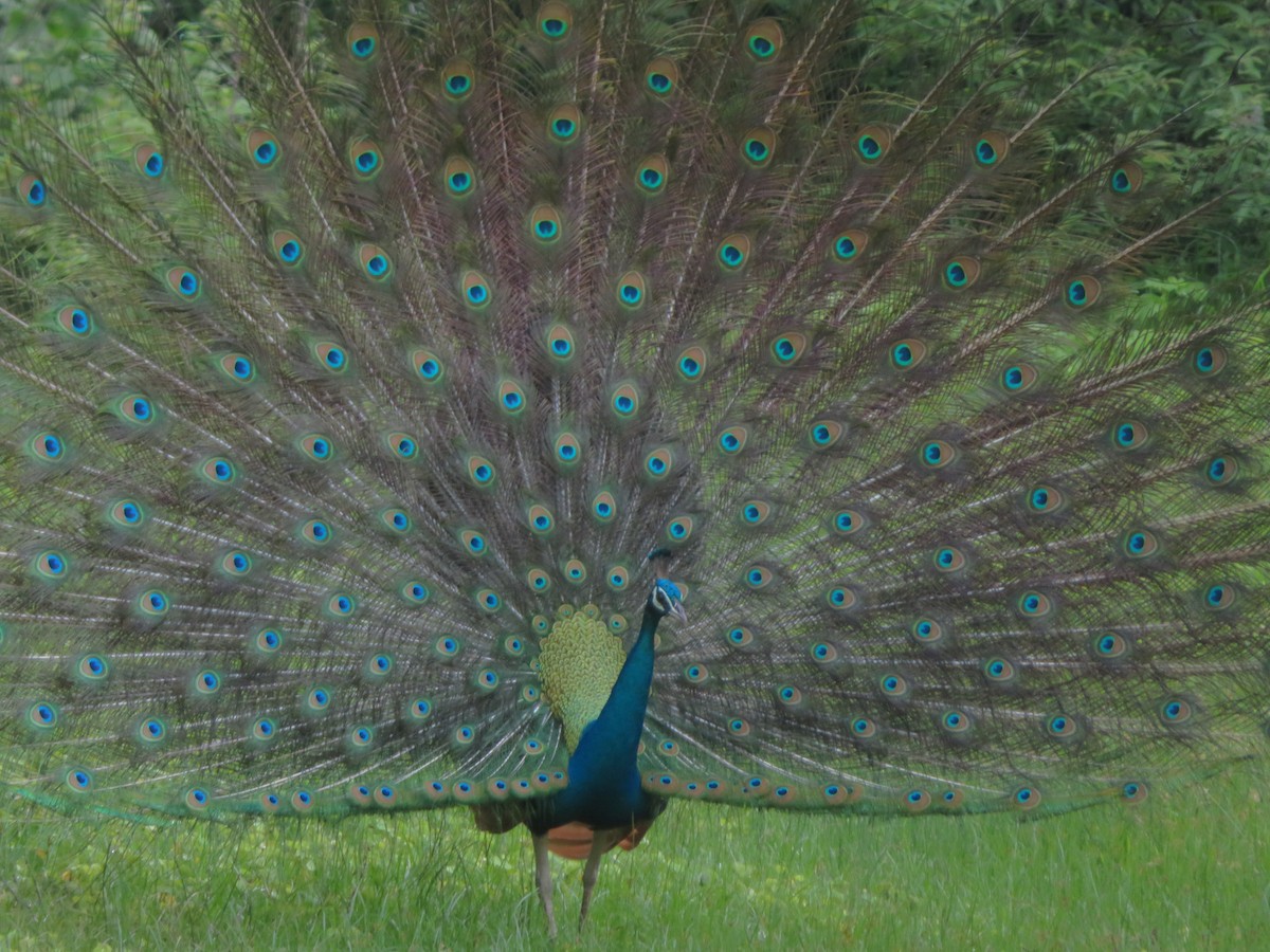 Indian Peafowl - ML647076941