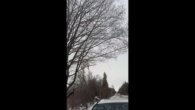 Pine Grosbeak - ML647076943