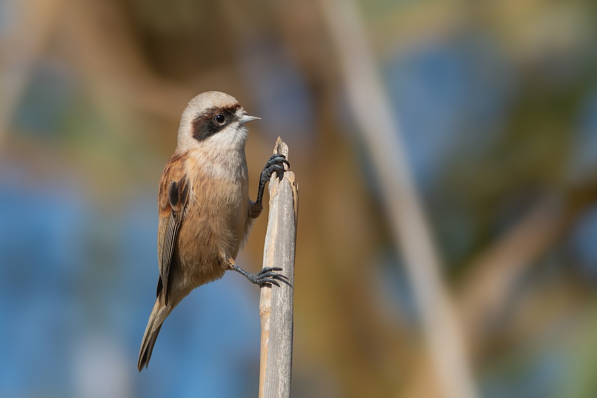 Eurasian Penduline-Tit - ML647076956
