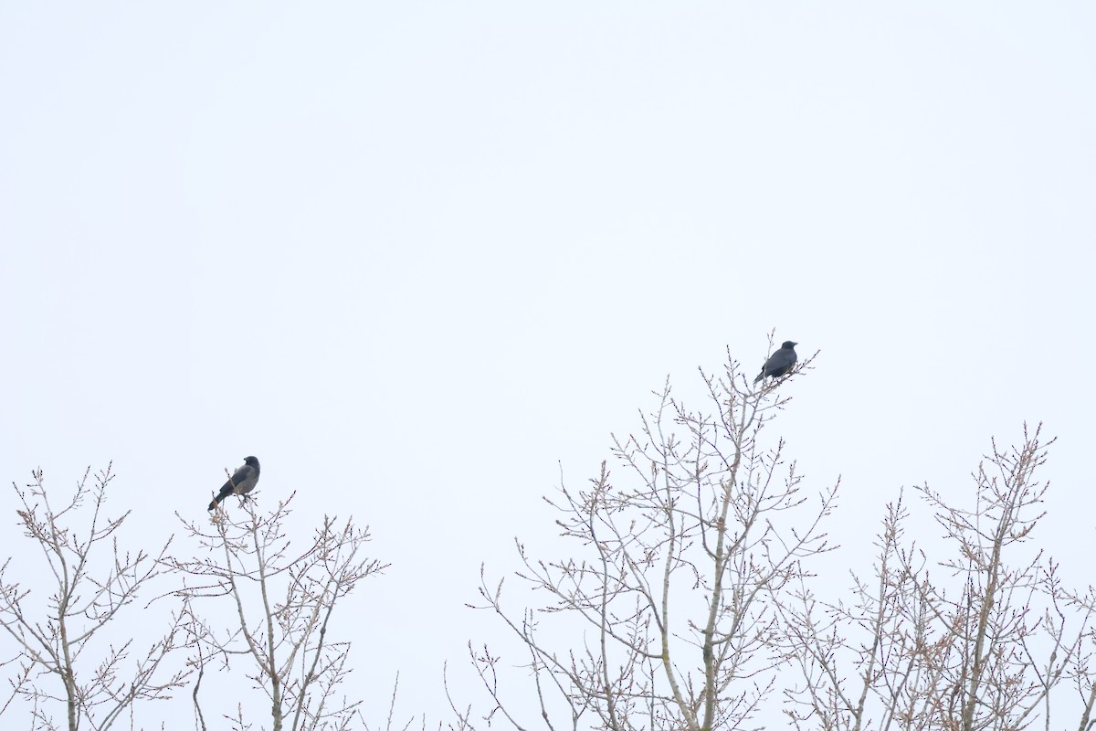 Hooded Crow - ML647076959