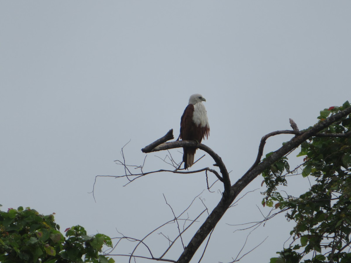 Brahminy Kite - ML647076960