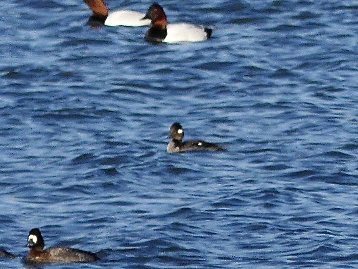 Bufflehead - ML647076963