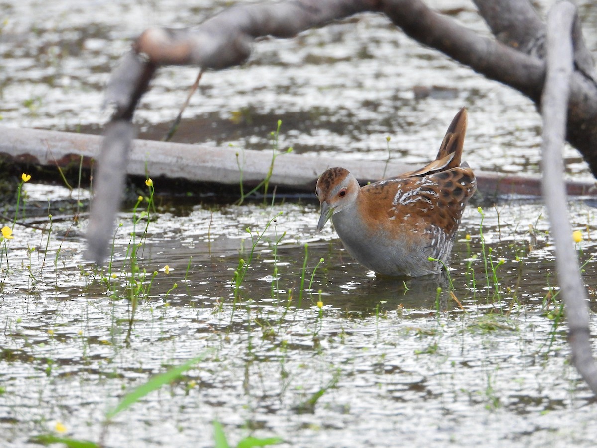 Baillon's Crake - ML647076964