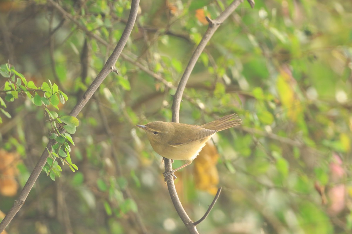 Садовая камышевка - ML647076974