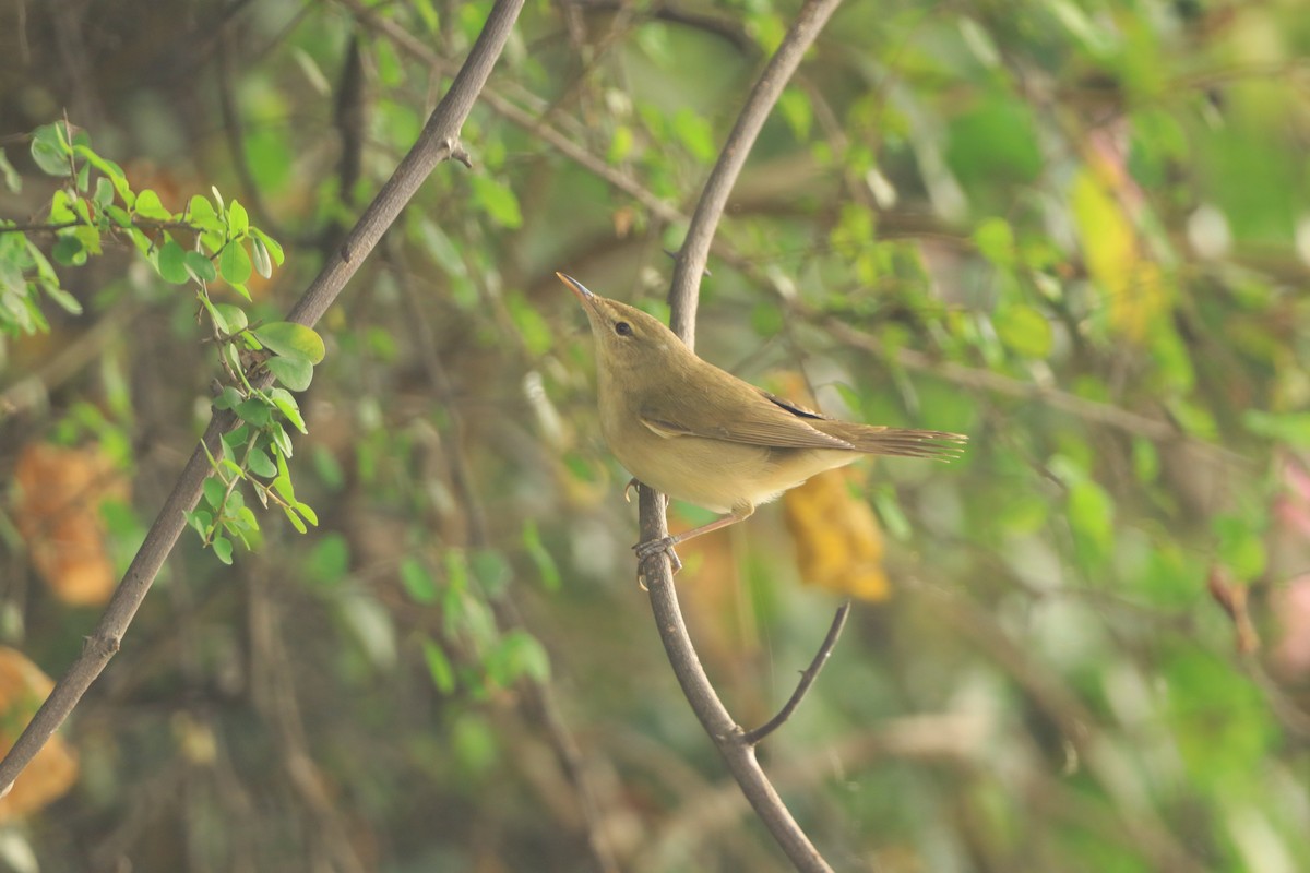 Садовая камышевка - ML647076975