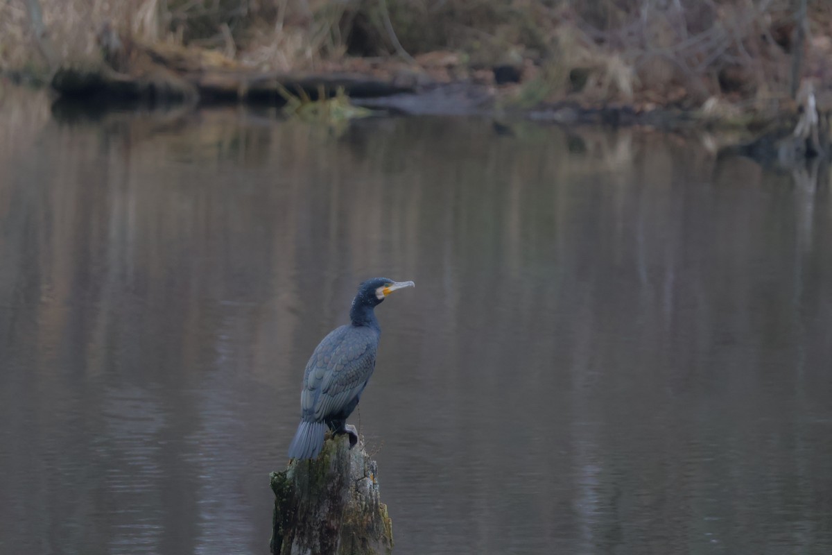 kormorán velký - ML647076976