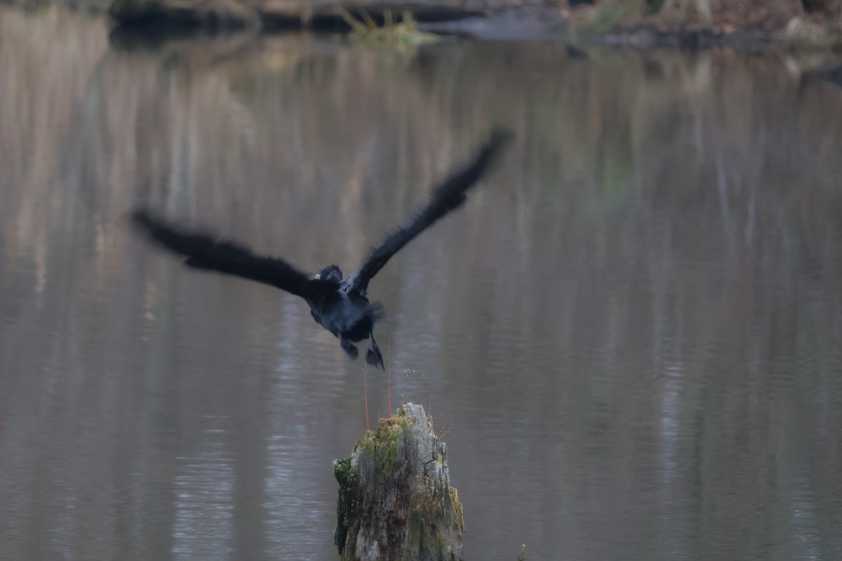 kormorán velký - ML647076977