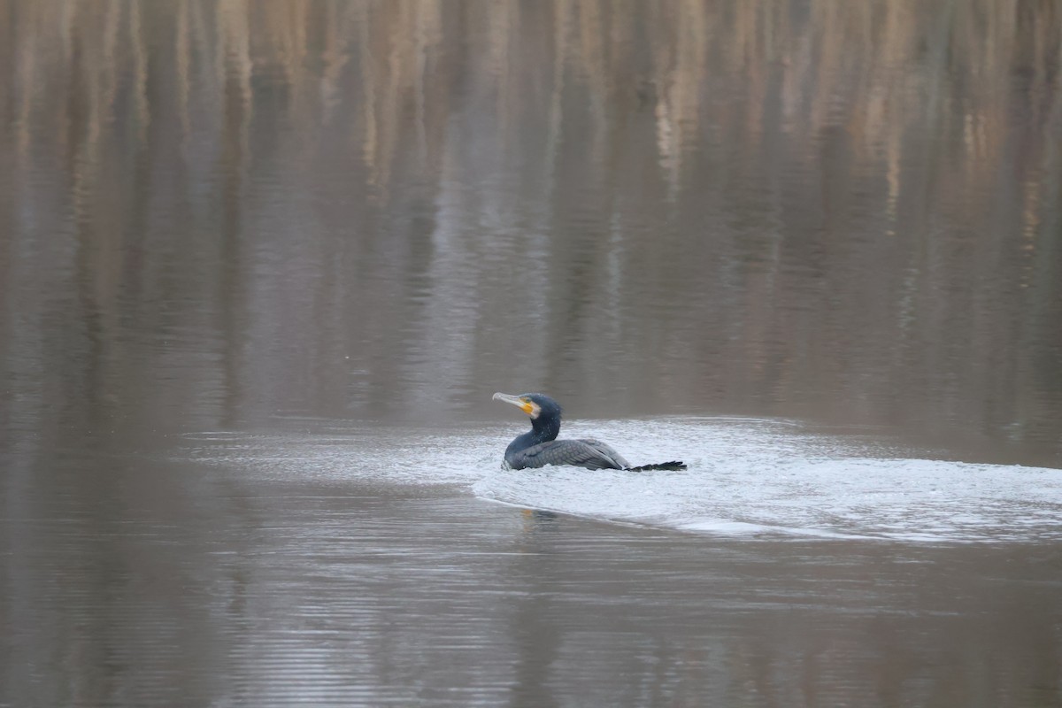 kormorán velký - ML647076978