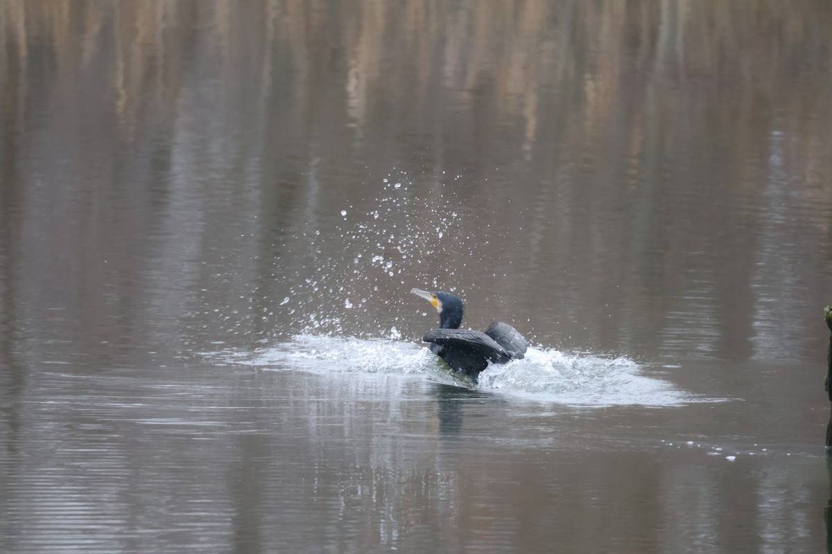 kormorán velký - ML647076979