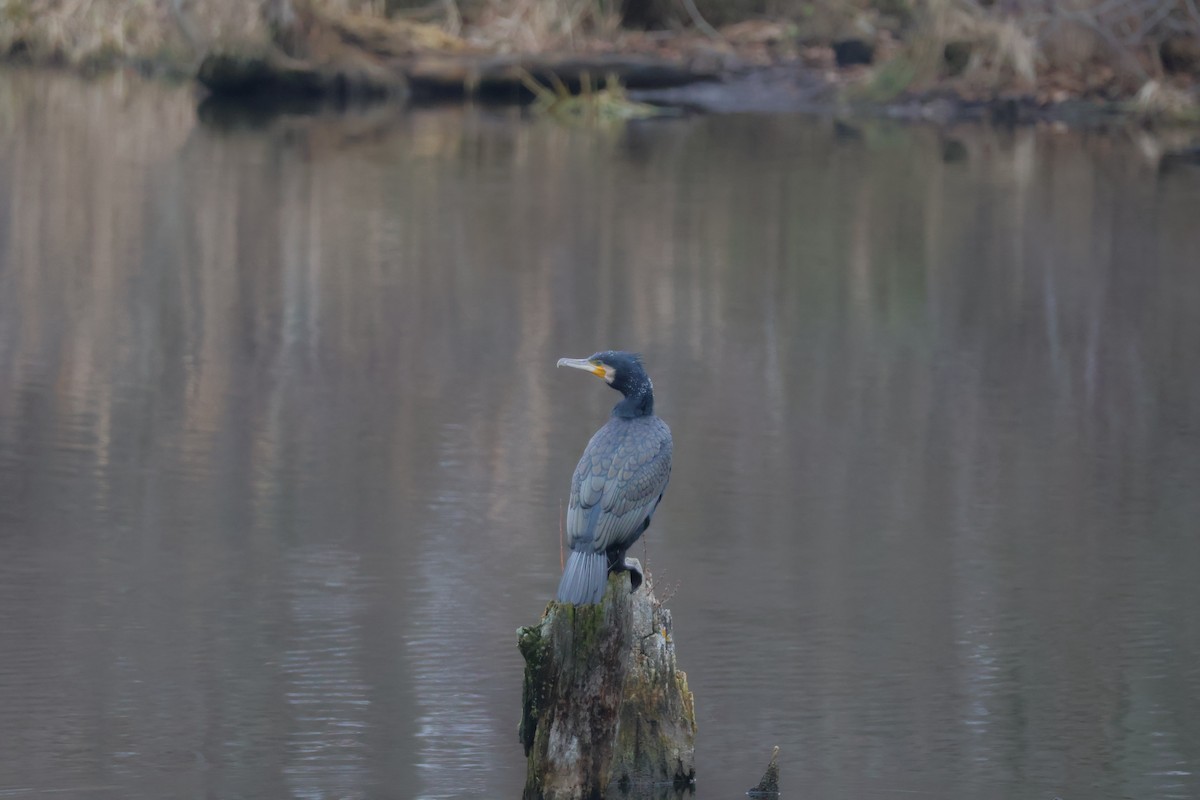 kormorán velký - ML647076980