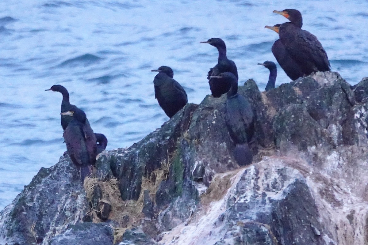 Red-faced Cormorant - ML647076982