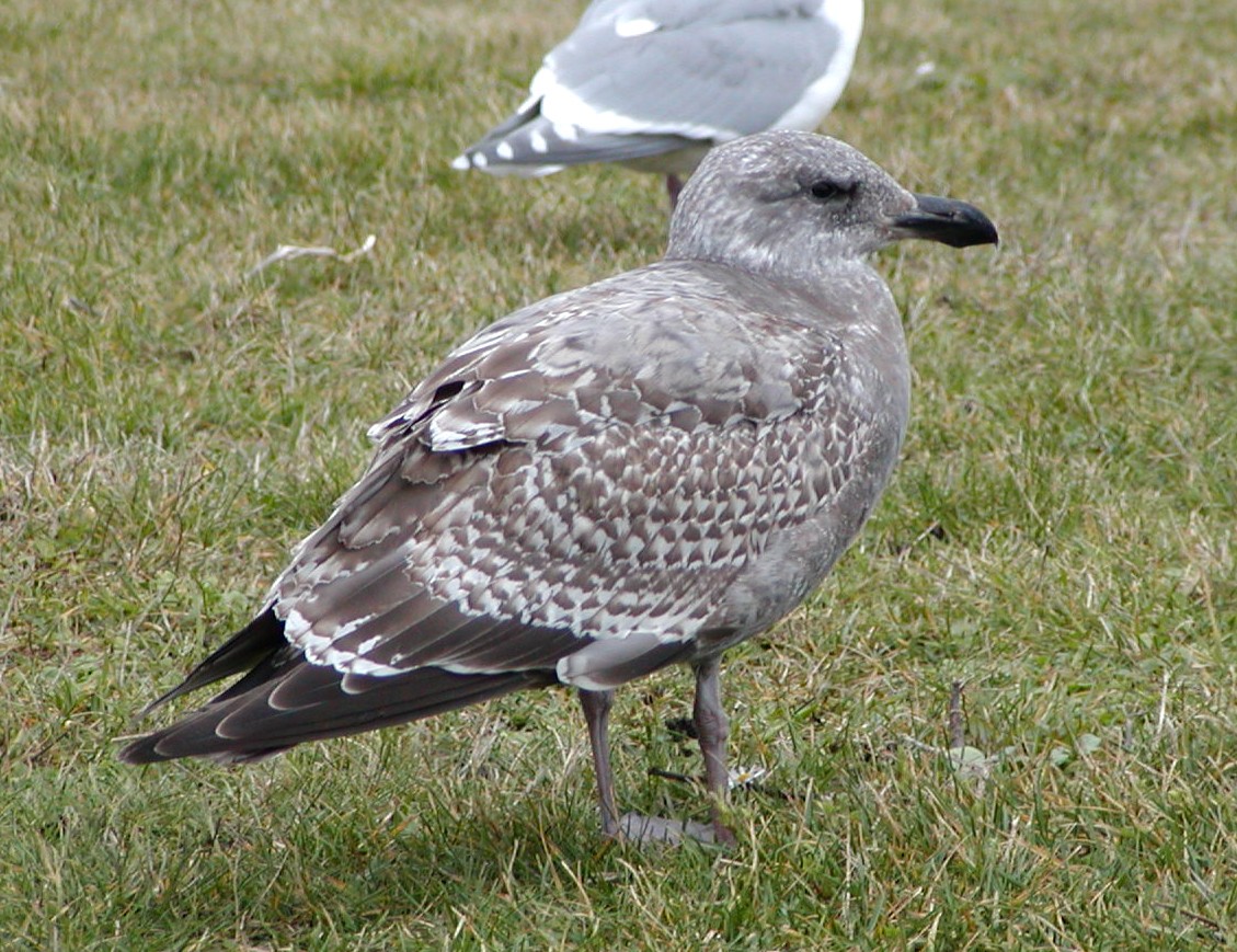 Western Gull - ML647076985