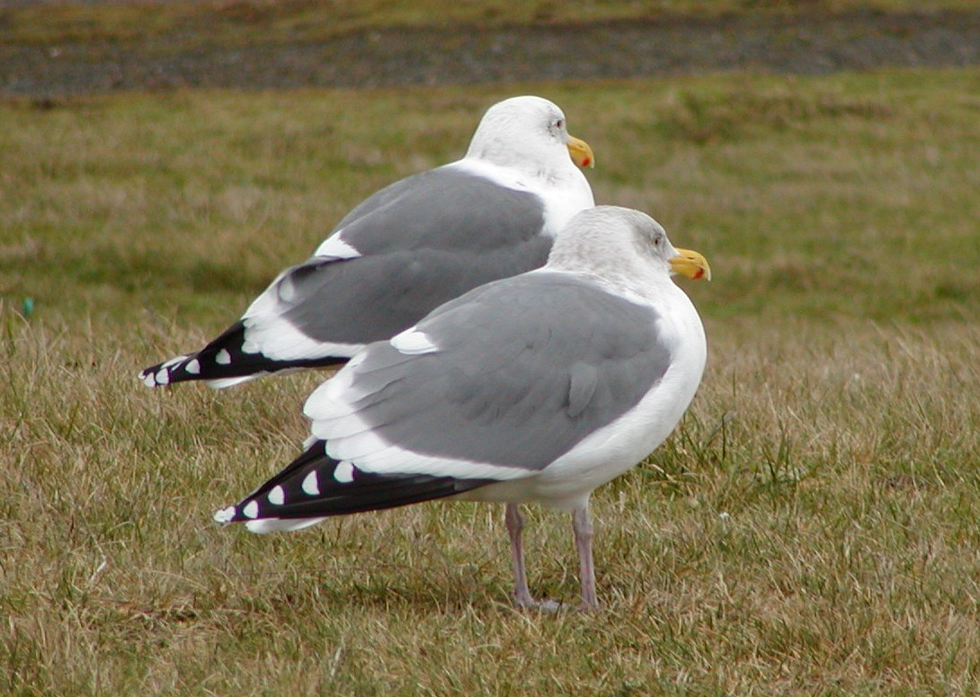 Western Gull - ML647076986