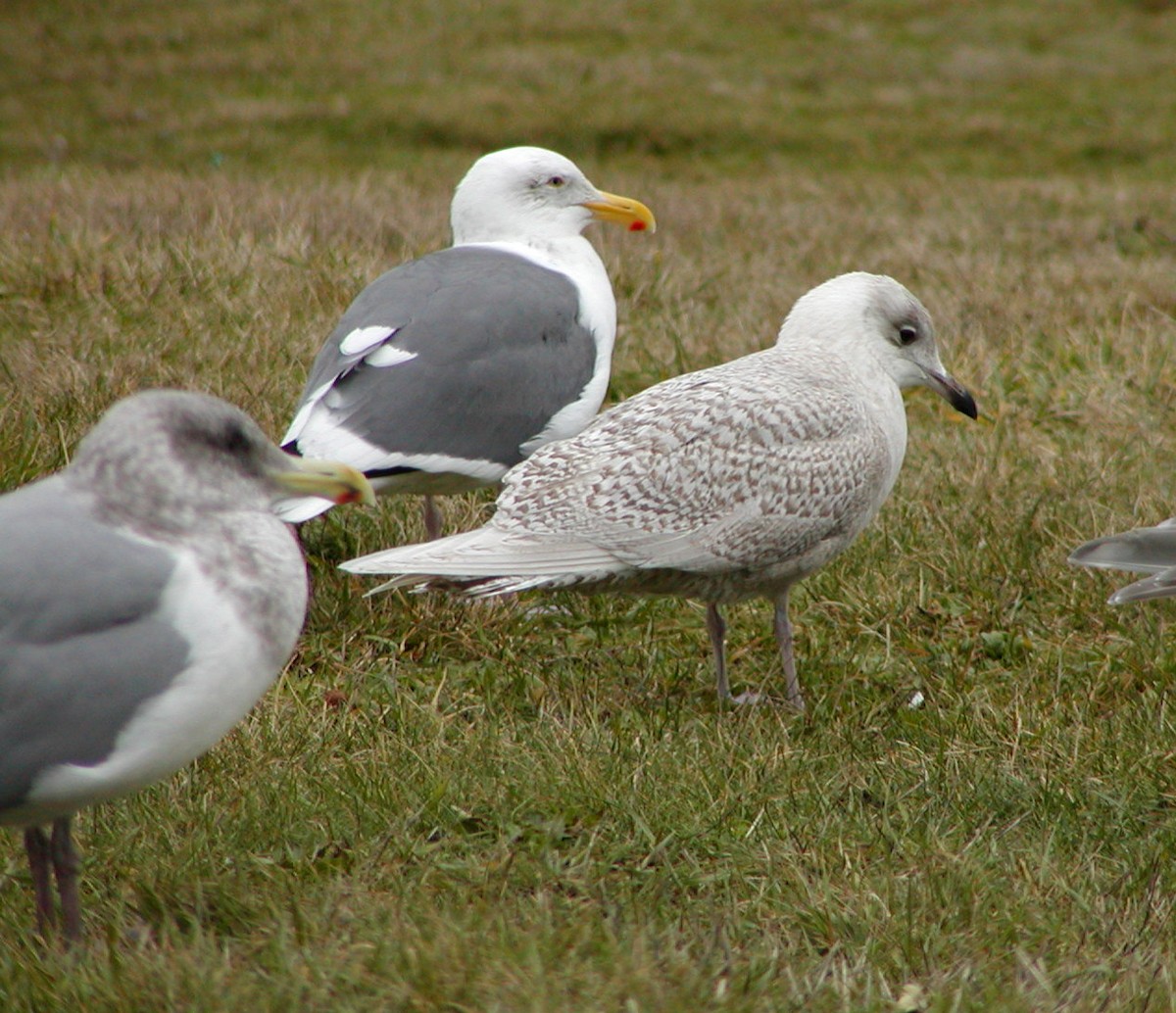 Western Gull - ML647076987