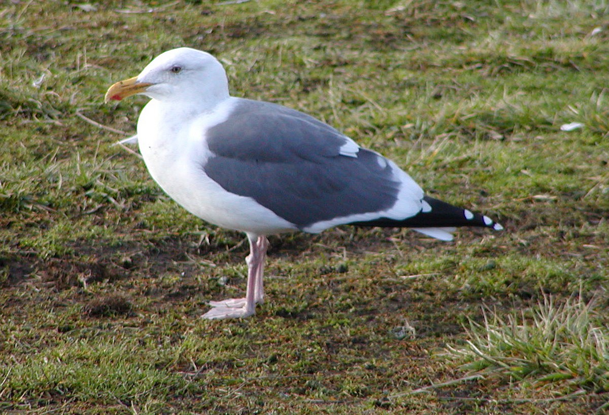Western Gull - ML647076988