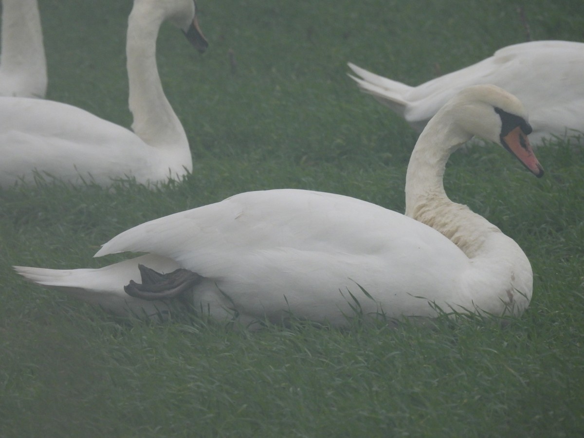 Лебідь-шипун - ML647077005