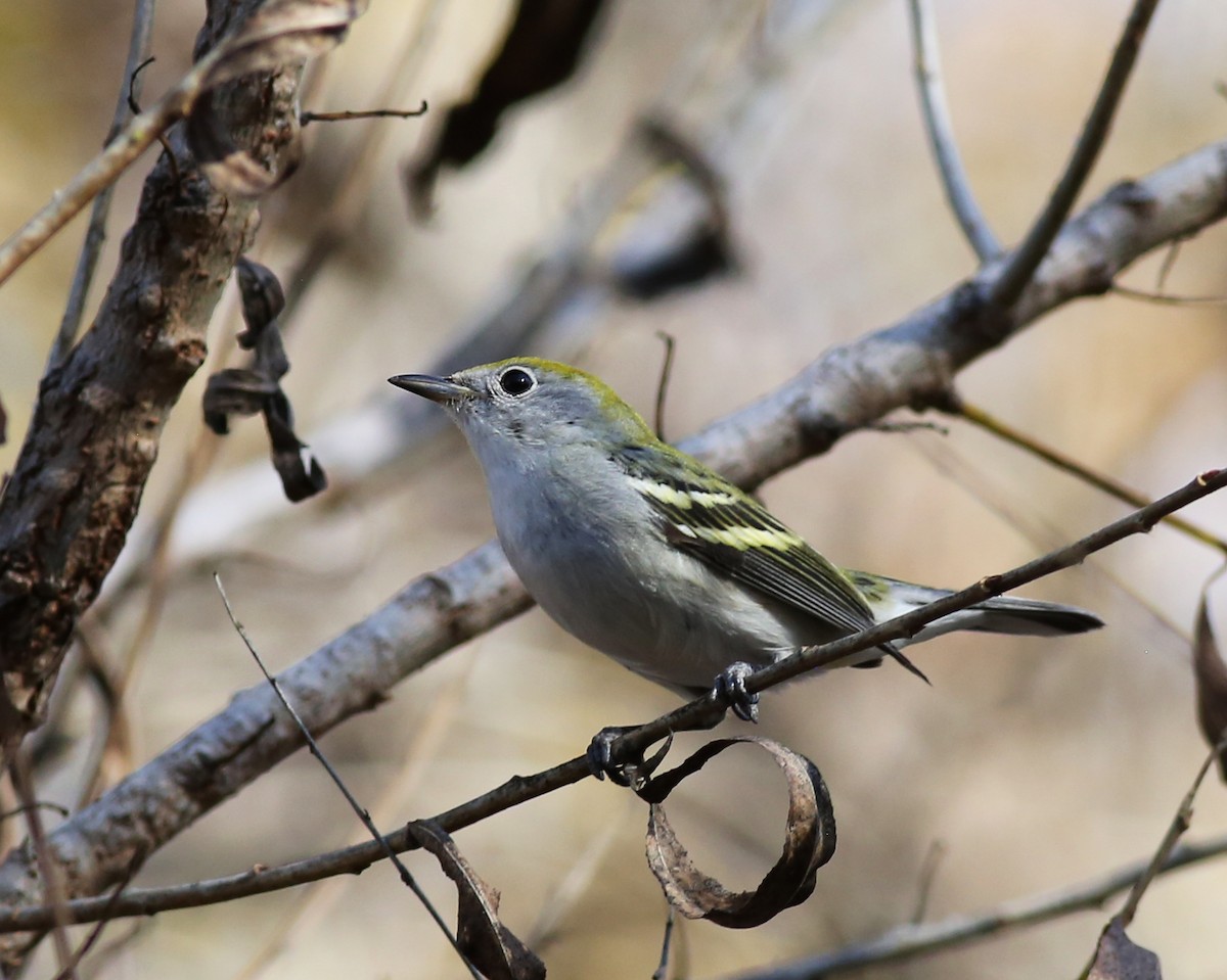 Chestnut-sided Warbler - ML647077008
