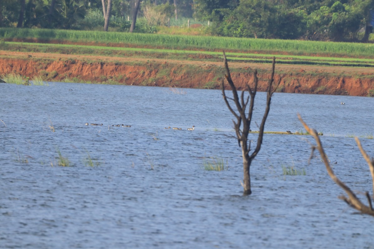 尖尾鴨 - ML647077029