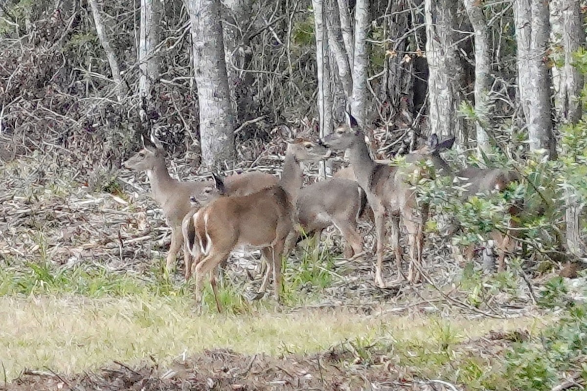 Animals - ML647077031