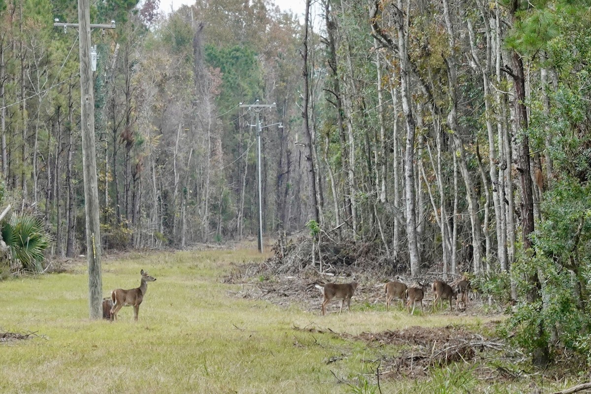 Animals - ML647077032