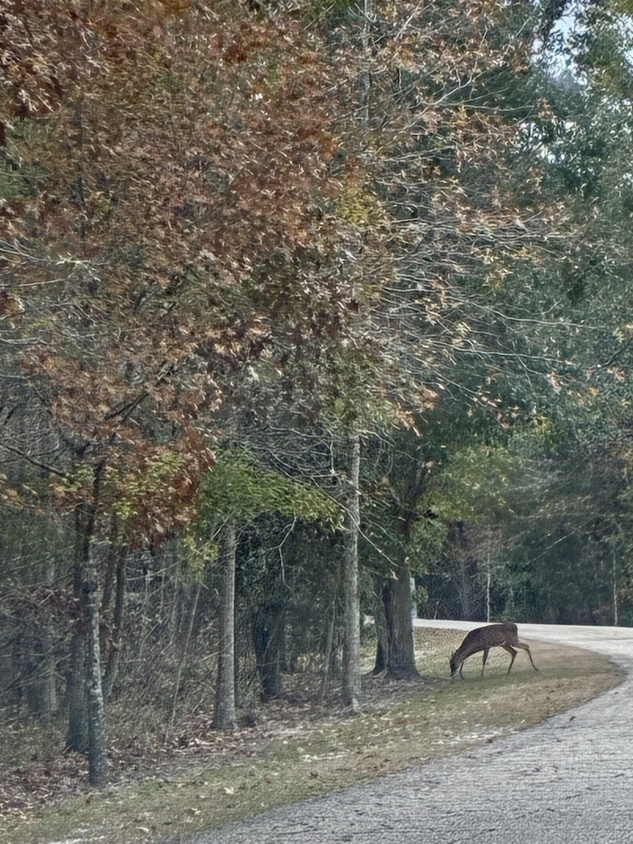 Animals - ML647077033