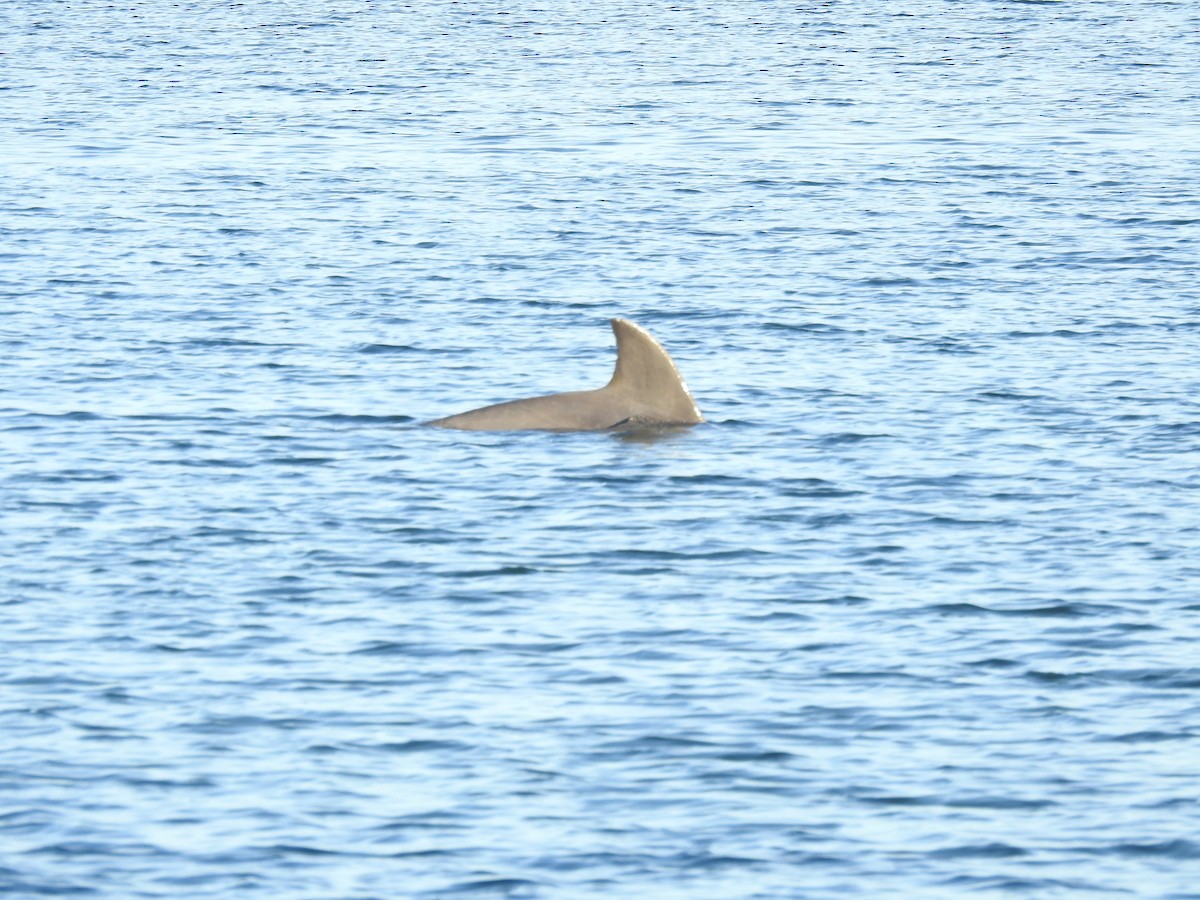 Animals - ML647077035