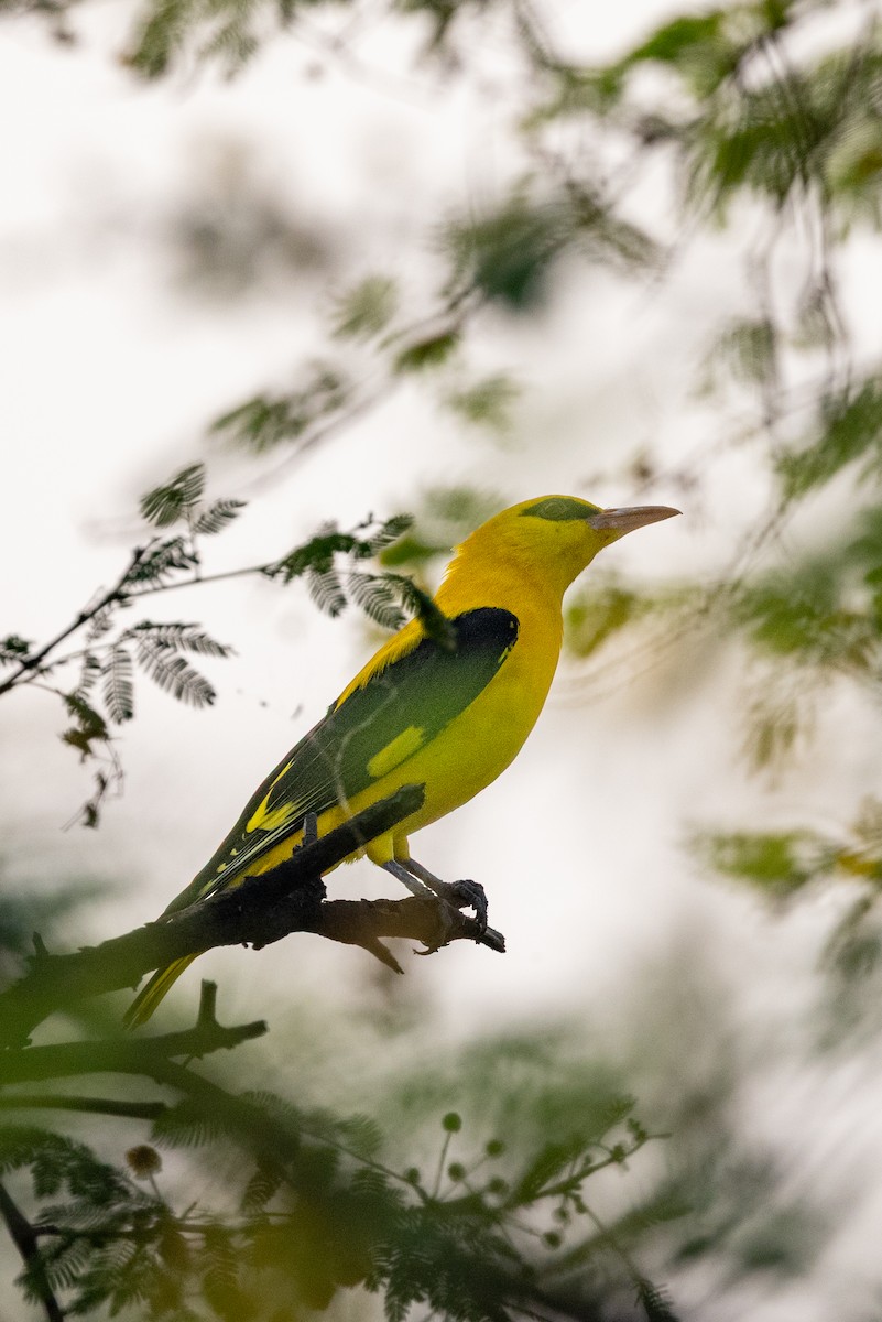 Indian Golden Oriole - ML647077038