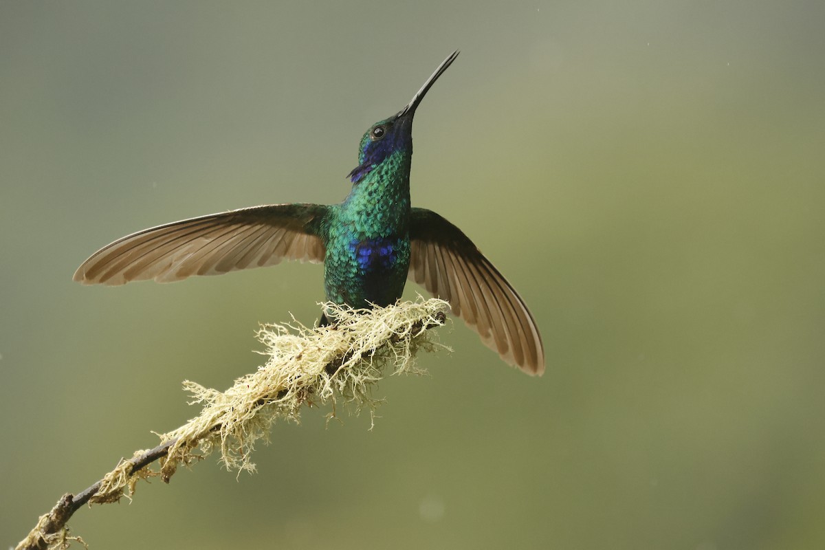 fiolørekolibri - ML647077041