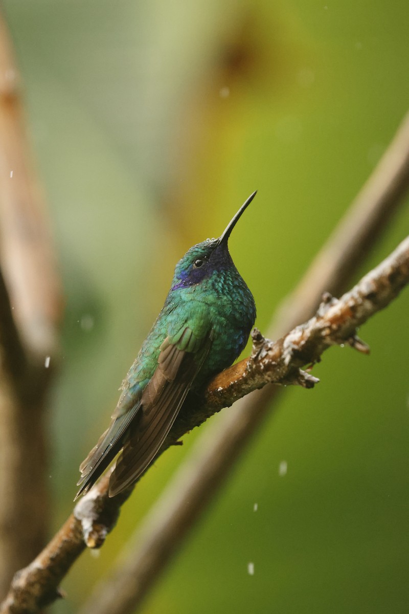 fiolørekolibri - ML647077042