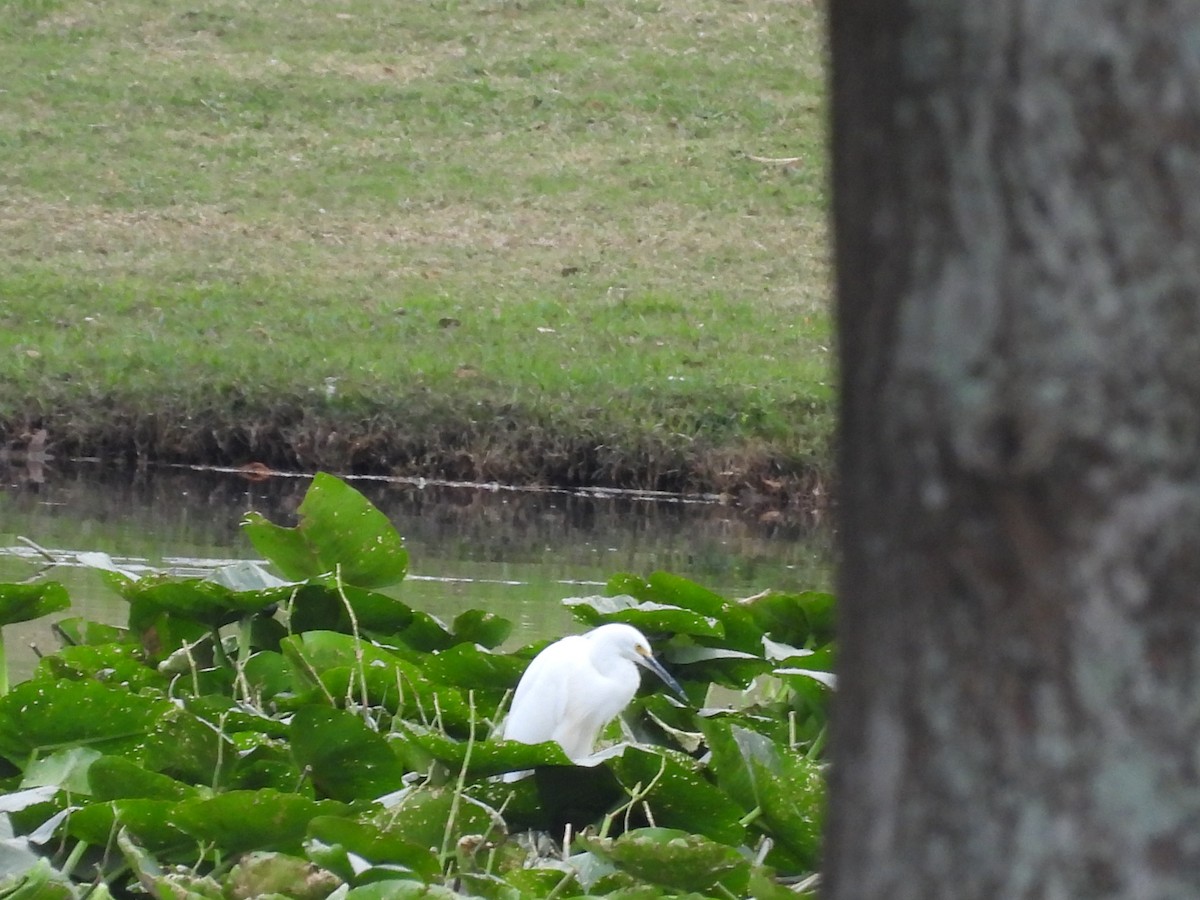 Snowy Egret - ML647077047