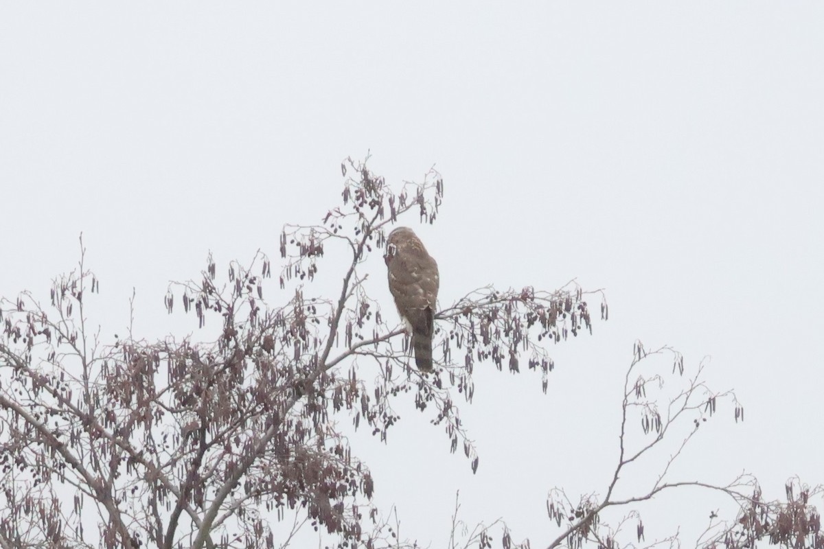 Aztore eurasiarra - ML647077049