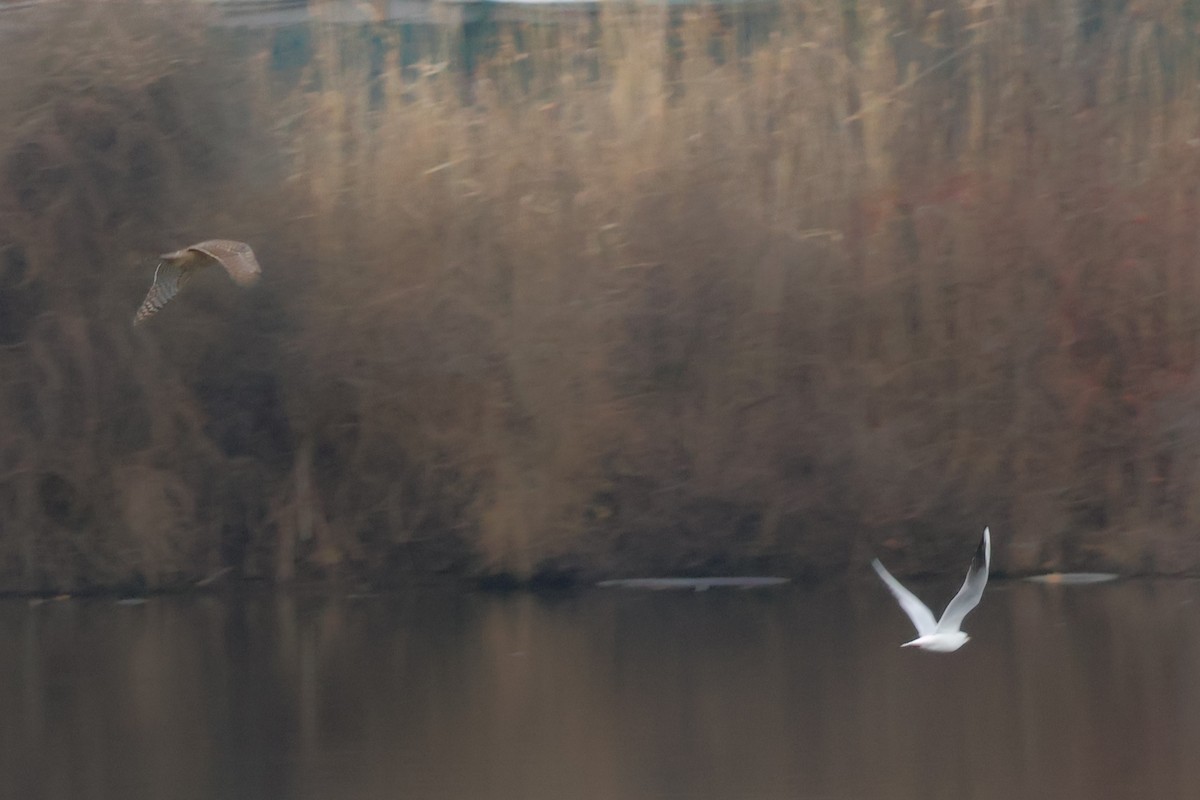 Aztore eurasiarra - ML647077050