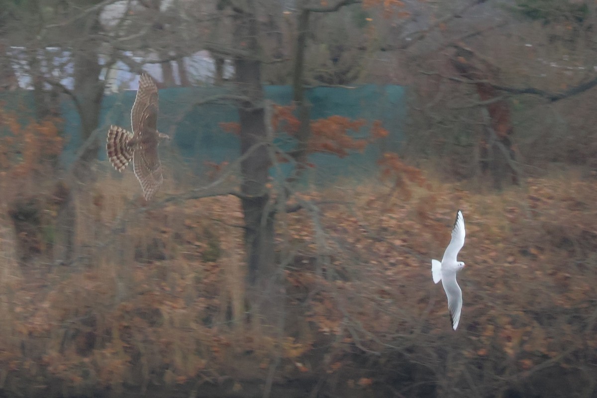 Aztore eurasiarra - ML647077051