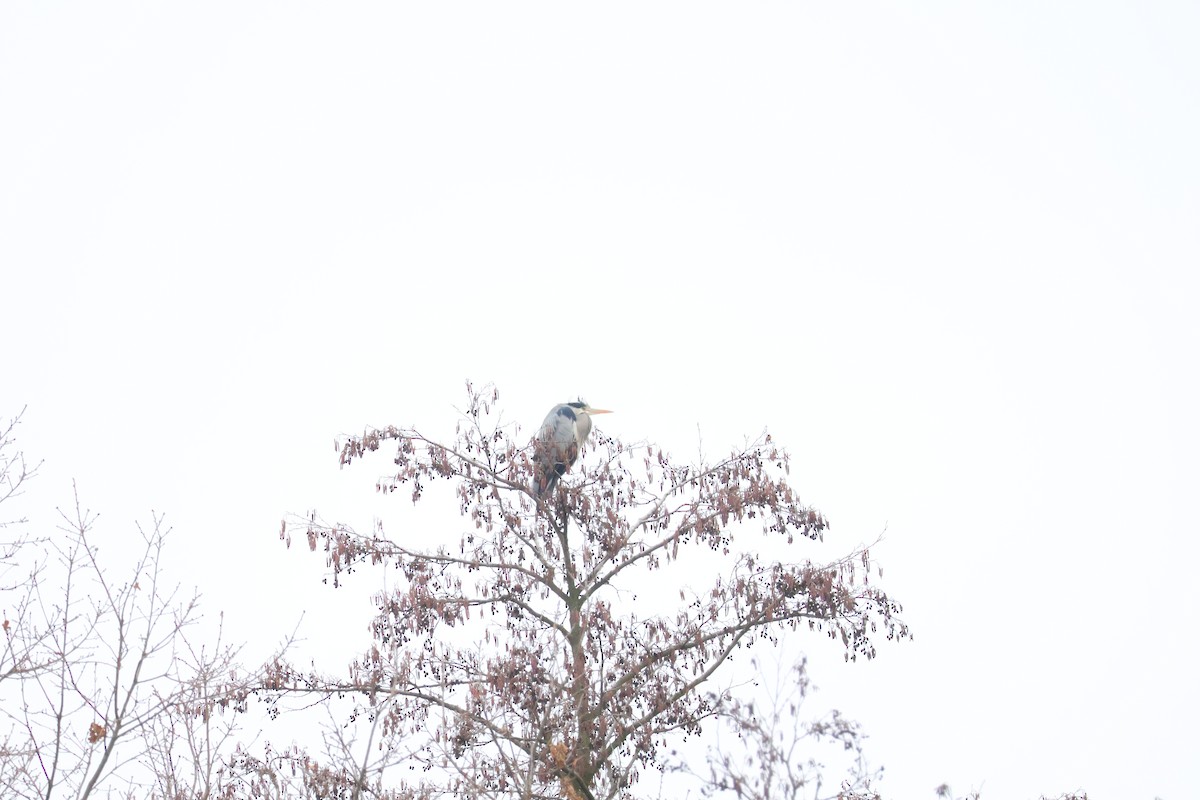 Aztore eurasiarra - ML647077052