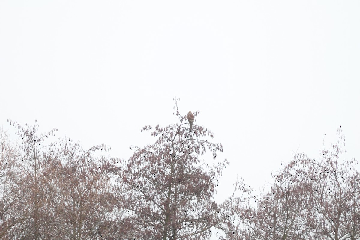 Aztore eurasiarra - ML647077053