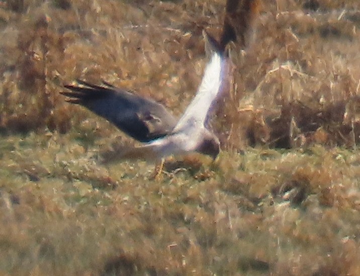 Лунь американський - ML647077055